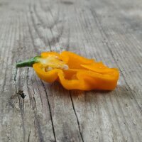 Chili Pepper Trinidad Perfume (Capsicum chinense ) seeds