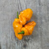 Chili Pepper Trinidad Perfume (Capsicum chinense ) seeds