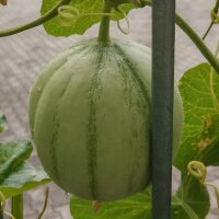 Cantaloupe Melon Charentais (Cucumis melo)