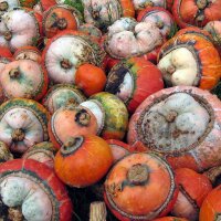 Turban Squash (Cucurbita maxima) seeds