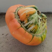 Turban Squash (Cucurbita maxima) seeds