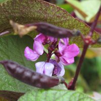 Hyacinth Bean (Lablab purpureus) seeds