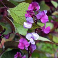 Hyacinth Bean (Lablab purpureus) seeds