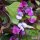 Hyacinth Bean (Lablab purpureus) seeds