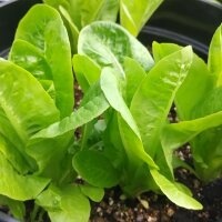 Romaine lettuce Little Gem (Lactuca sativa) seeds