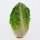 Romaine lettuce Little Gem (Lactuca sativa) seeds