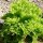 Garden Endive Pancalieri (Cichorium endivia) seeds