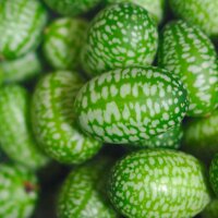 Cucamelon / Mexican Sour Gherkin (Melothria scabra) seeds