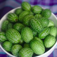 Cucamelon / Mexican Sour Gherkin (Melothria scabra) seeds