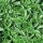 Dwarf Bush Basil (Ocimum basilicum v. minimum) seeds