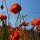 Corn Poppy (Papaver rhoeas) seeds