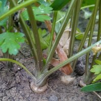 Hamburg Root Parsley (Petroselinum crispum) seeds