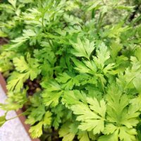 Hamburg Root Parsley (Petroselinum crispum) seeds