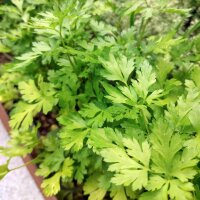 Parsley 'Comun 3' | Petroselinum Crispum | De Organic Seeds