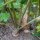 Hamburg Root Parsley (Petroselinum crispum) seeds