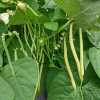 Yellow Orinoco Wax Bean (Phaseolus vulgaris) seeds