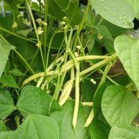 Yellow Orinoco Wax Bean (Phaseolus vulgaris) seeds