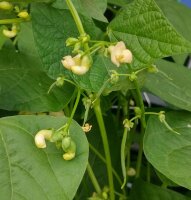 Yellow Orinoco Wax Bean (Phaseolus vulgaris) seeds
