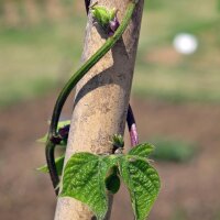 Pole Bean A Cosse Violette (Phaseolus vulgaris) seeds