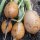 Golden Garden Radish Zlata (Raphanus sativus) seeds