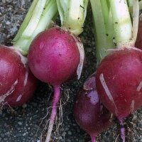 Radish "Malaga" (Raphanus sativus) seeds