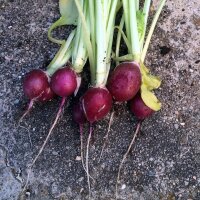 Radish "Malaga" (Raphanus sativus) seeds