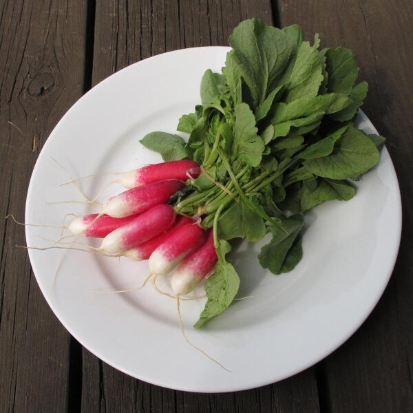 Radish French Breakfast (Raphanus sativus) seeds