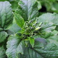 Radish French Breakfast (Raphanus sativus) seeds