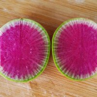 Watermelon Radish Red Meat (Raphanus sativus) seeds