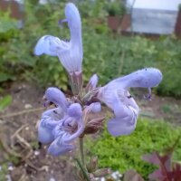 Spanish Sage (Salvia lavandulifolia) seeds