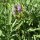 Spanish Sage (Salvia lavandulifolia) seeds