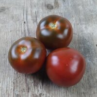 Dark Tomato Black Russian (Solanum lycopersicum)