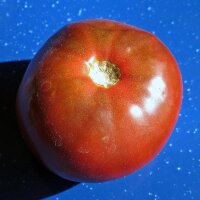 Dark Tomato Black Russian (Solanum lycopersicum)