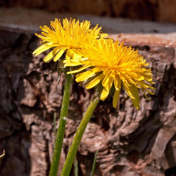 Common Dandelion (Taraxacum officinale) seeds