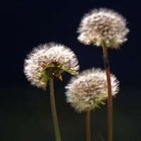 Common Dandelion (Taraxacum officinale) seeds