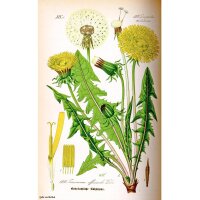 Common Dandelion (Taraxacum officinale) seeds