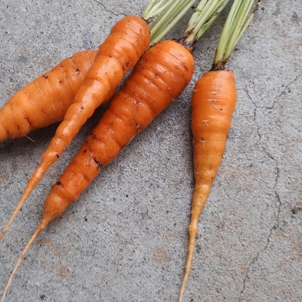 Nantes Carrot (Daucus carota) seeds