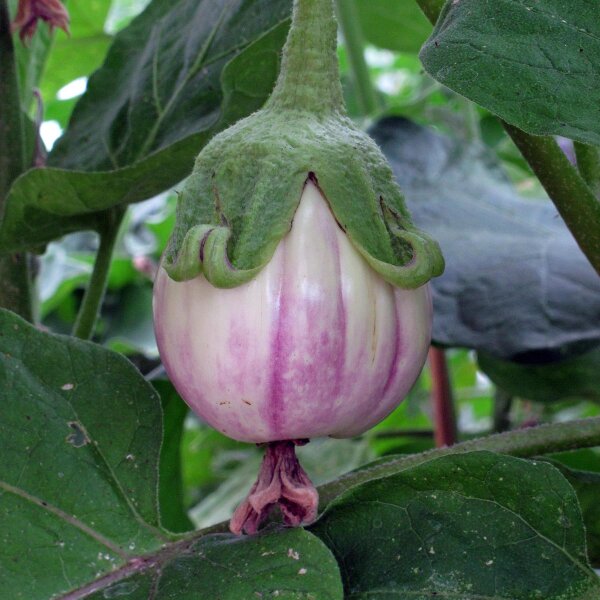 Striped Eggplant Rotonda bianca sfumata di rosa (Solanum melongena) seeds