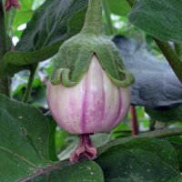 Striped Eggplant Rotonda bianca sfumata di rosa (Solanum...