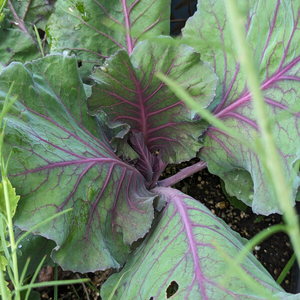 Red Pointed Cabbage 'Kalibos' (Brassica oleracea var. capitata) seeds