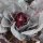 Red Pointed Cabbage Kalibos (Brassica oleracea var. capitata) seeds