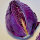 Red Pointed Cabbage Kalibos (Brassica oleracea var. capitata) seeds