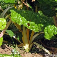 Yellow Swiss Chard Bright Yellow (Beta vulgaris subsp....