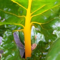 Yellow Swiss Chard Bright Yellow (Beta vulgaris subsp. vulgaris) seeds