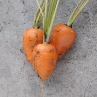 Chantenay Carrot (Daucus carota) seeds