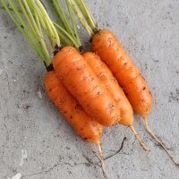 Carrot Berlicum (Daucus carota) seeds