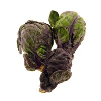 Purple Brussels Sprouts Red Ball (Brassica oleracea...