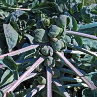 Purple Brussels Sprouts Red Ball (Brassica oleracea...