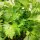 Chinese Celery Kin-tsai (Apium graveolens) seeds