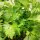 Chinese Celery Kin-tsai (Apium graveolens) seeds